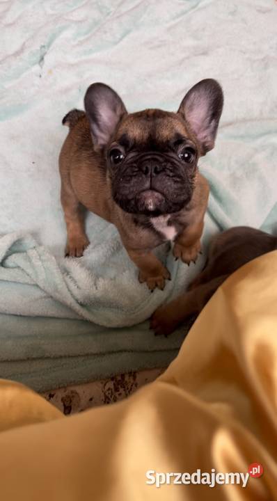 Szczeniak samiec Buldog Francuski fawn beige Słupsk