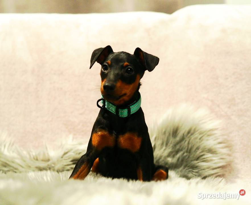 Pinczer miniaturowy ZKwP FCI przebadany bogata lubelskie Chełm