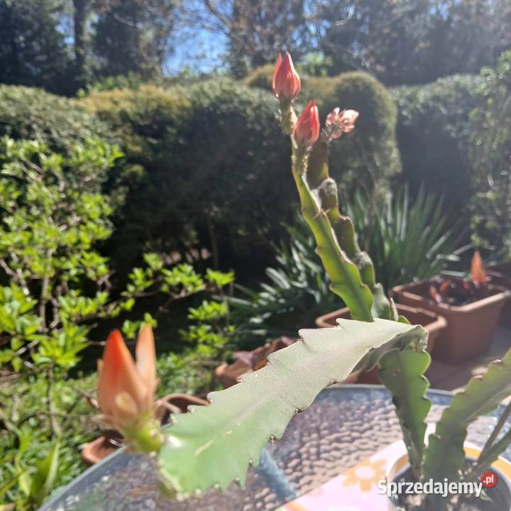 Epiphyllum epifilum kaktus sukulent domowy małopolskie Nowy Sącz