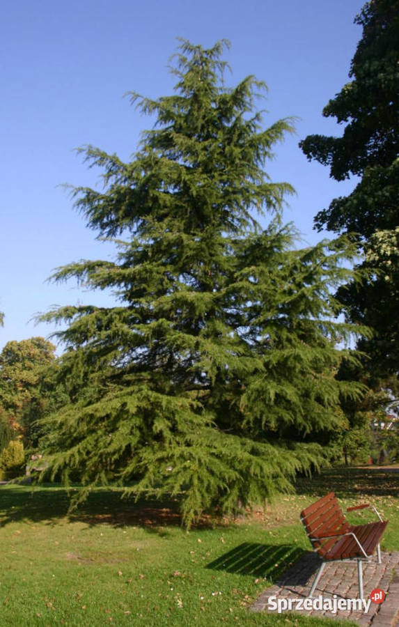 CEDR HIMALAJSKI Cedrus deodara NASIONA 1000