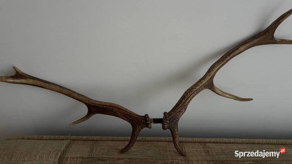 Sprzedam poroźe jelenia Kraków sprzedam