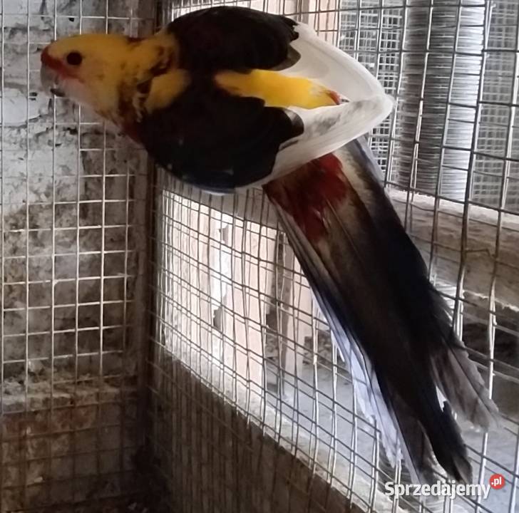 Rozele królewskie Zwierzęta Wodzisław Śląski sprzedam