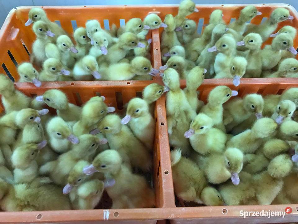 Pisklaki kury brojler Rosa Brązowa Blue wielkopolskie