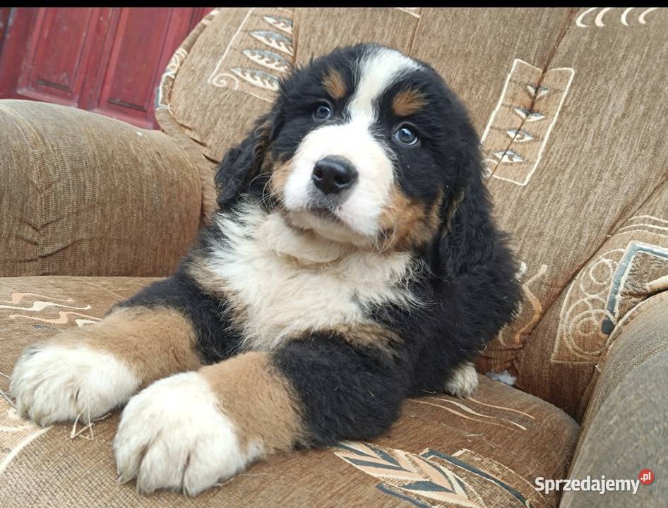 Berneński Pies Pasterski Otałęż sprzedam