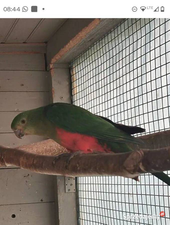 5 letnią Szkarlatka