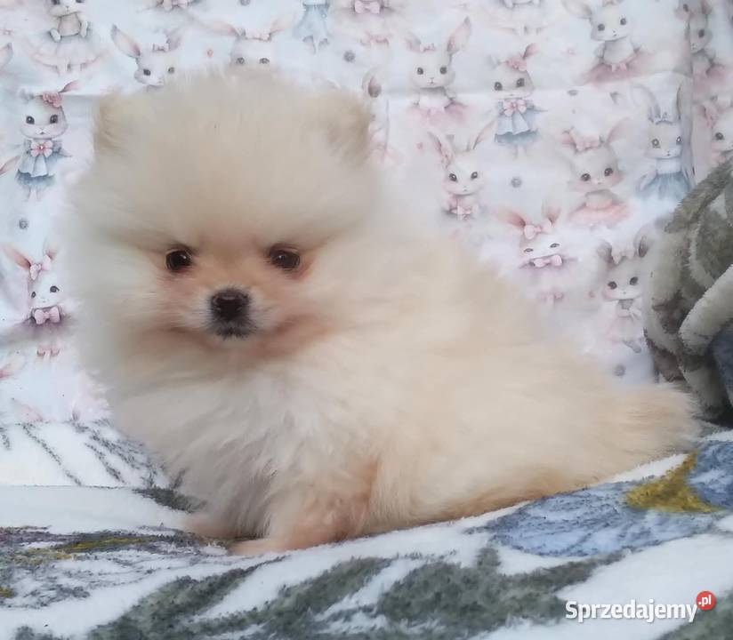 Pomeranian szpic miniaturowy cudowna MALUTKA Warszawa