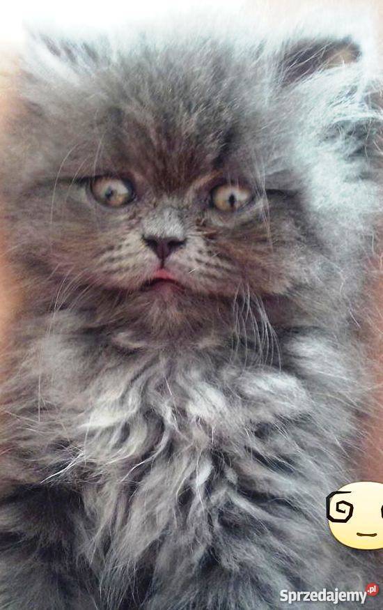 Kotek Perski Niebieski Stalowa Wola sprzedam