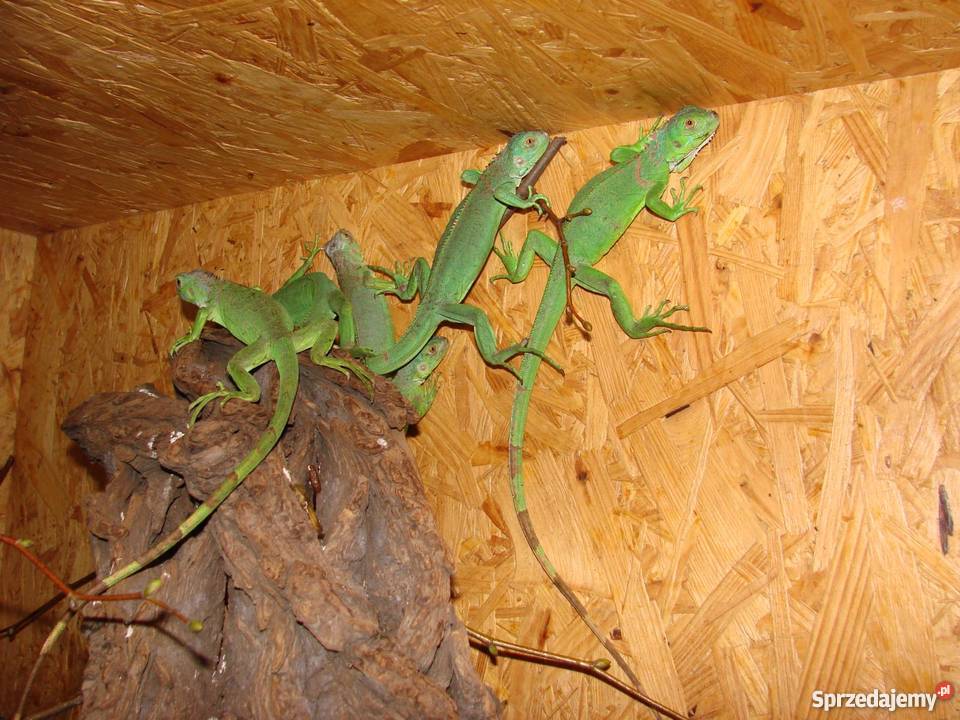 legwan zielony Iguana iguana Gliwice