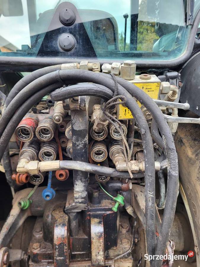 Holland sadownik Dąbrowica