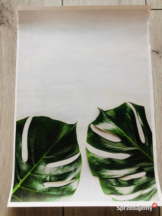 Obraz Plakat liście zielony tropikalny natura 42 Łódź