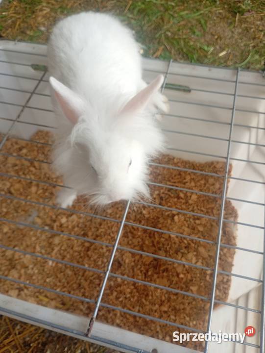 Mini króliczki karzełki i inne
