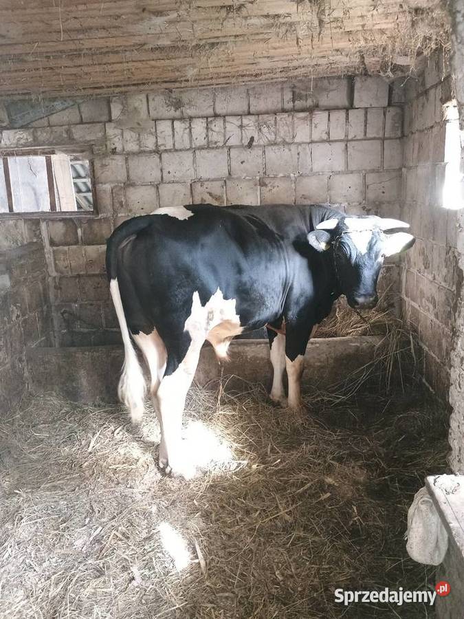 Sprzedam byka Leżajsk