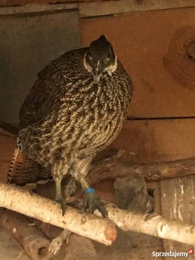 Olśniaki himalajskie warmińsko-mazurskie Działdowo