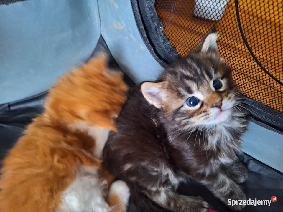 KOTY MAINE COON HODOWLANE Maine Coon zachodniopomorskie