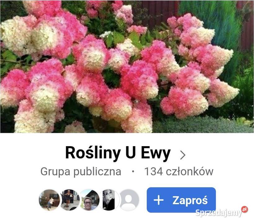 Trawy ozdobne byliny Rośliny ogrodowe Sosnowiec sprzedam