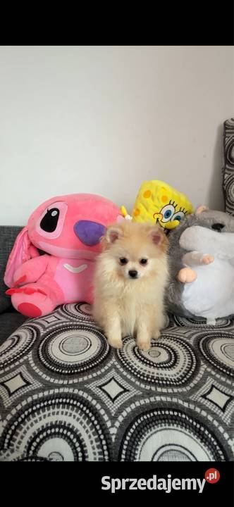 Pomeranian Szpic miniaturowy Kutno