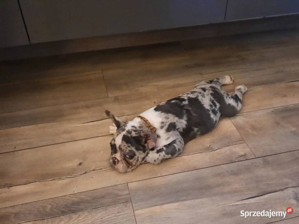Buldog francuski piesek 4msce samodzielny Olsztyn