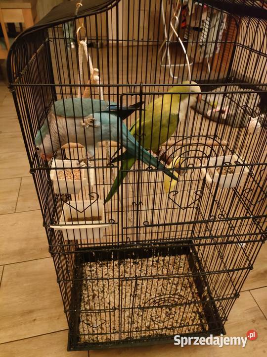 Sprzedam klatkę i dwie Mnichy Nizinne Lulinek