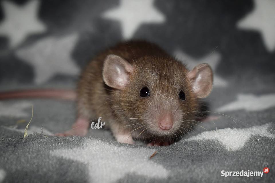 Szczurki szczury szczur dumbo dolnośląskie Wrocław