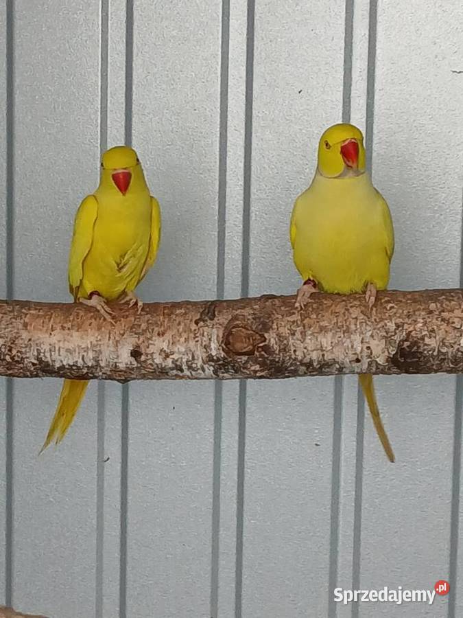 Aleksandretty pary chińska i obrozna Rawicz