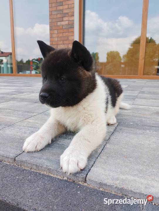 Szczeniaki Akita Amerykańska wielkopolskie Śmigiel