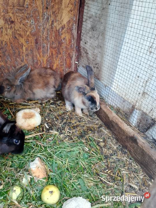 sprzedam króliki Gryzonie małopolskie Uście Solne