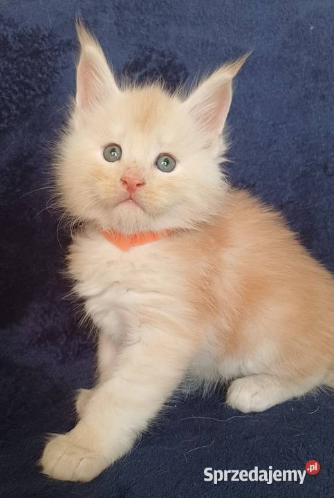 Maine Coon kocurek rodowód Fpl Olkusz