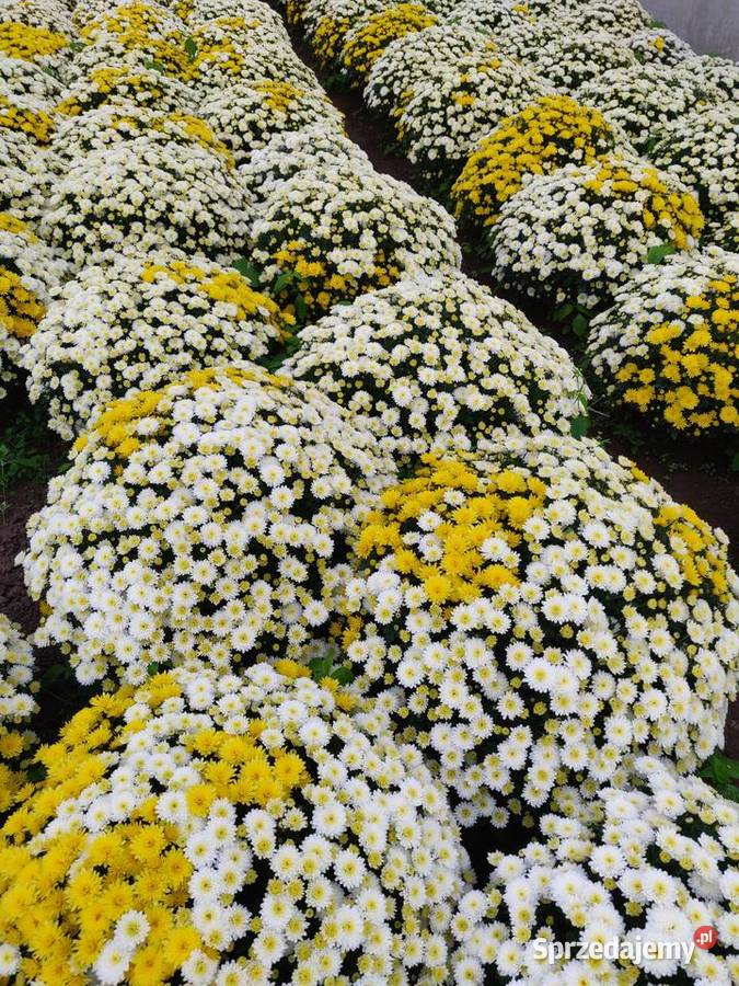 Chryzantemy Hurt Detal różne kolory Jawor