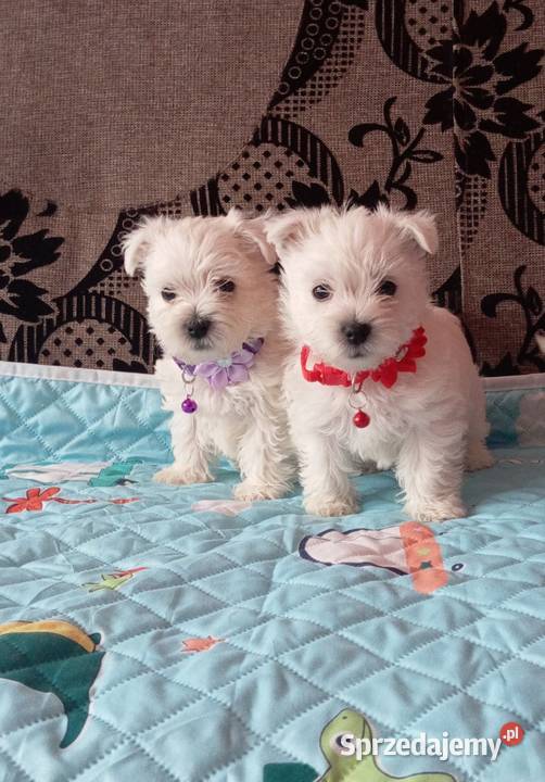 West Highland White Terrier Sokoły