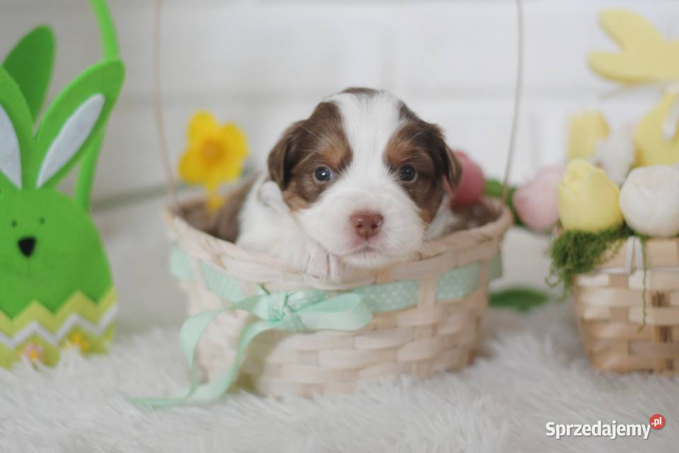 Amerykański Owczarek Miniaturowy FCI Drawno