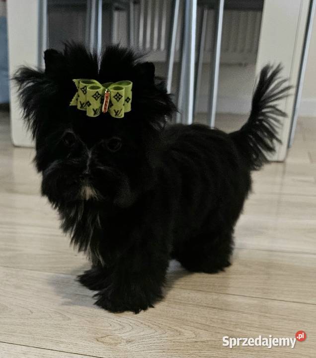 Piękna CZARNA Suczka York nie wybarwi się York Wrocław