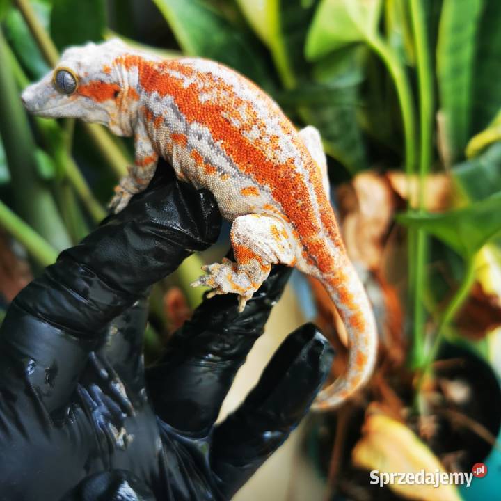 Gekon Gargulcowaty rhacodactylus avriculatus Kraków