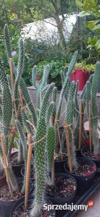 Kaktusy Opuncja białowłosa kolekcja Pozostałe Nowy Sącz sprzedam