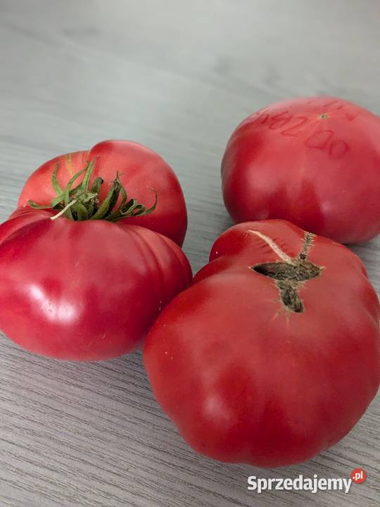 Stara Babcina Malinówka 50 lat Nasiona kolekcja Nasiona małopolskie