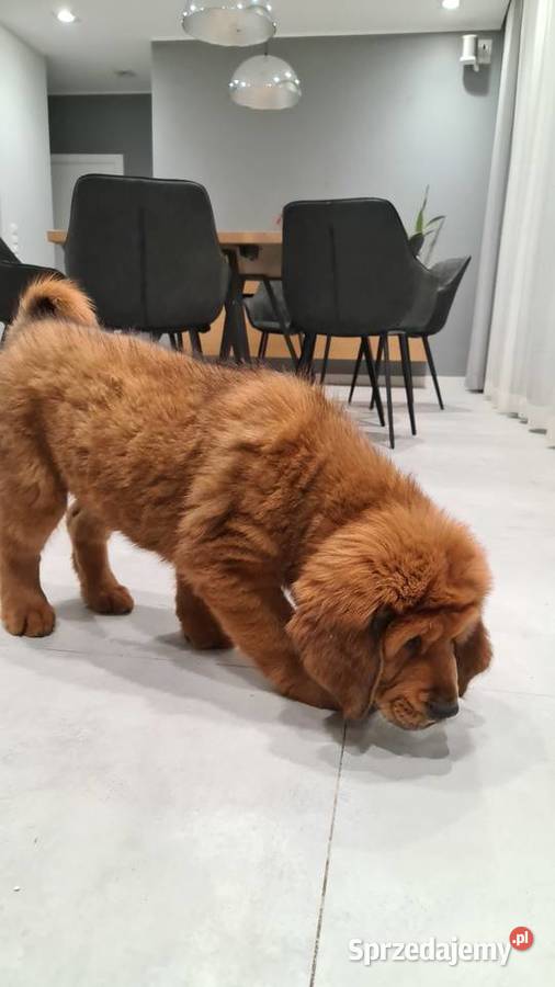 Mastif Tybetański szczenięta Gotowe do odbioru Zwierzęta Łask