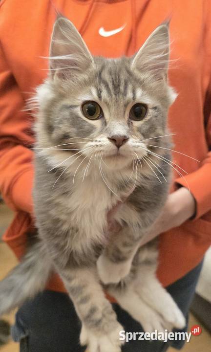 Kocięta mix Maine Coon i Ragdoll Grodzisk Mazowiecki