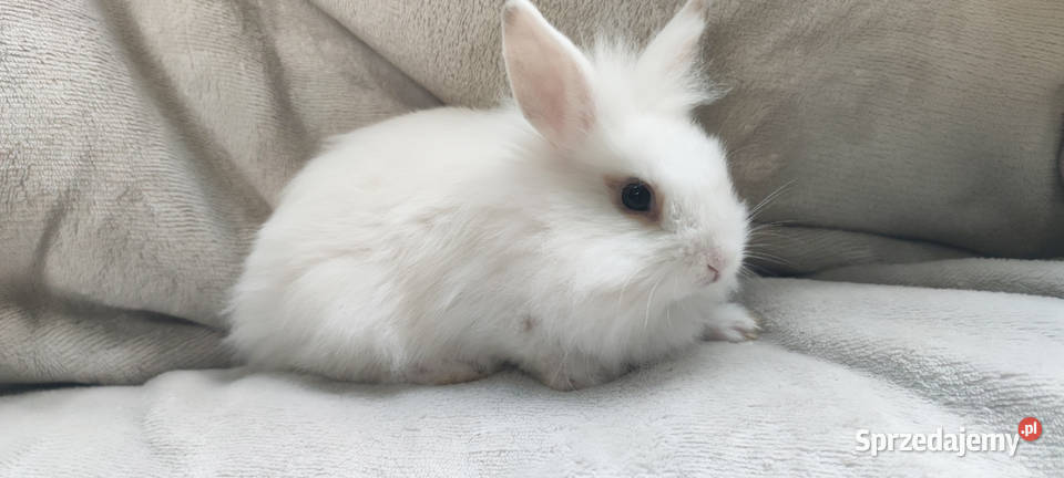 Królik miniaturka Soborzyce