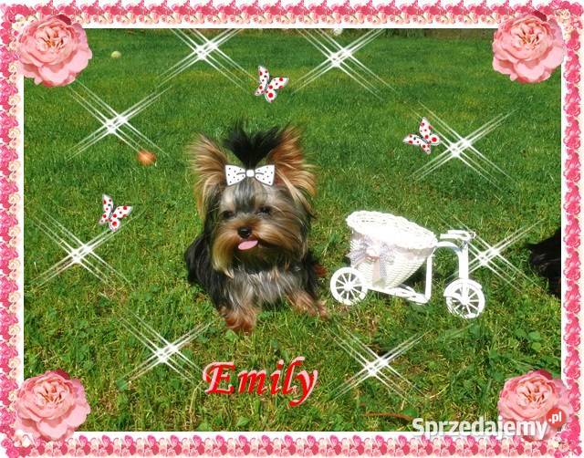 York yorkshire terrier MINI MICRO CUDEŃKA Kraków