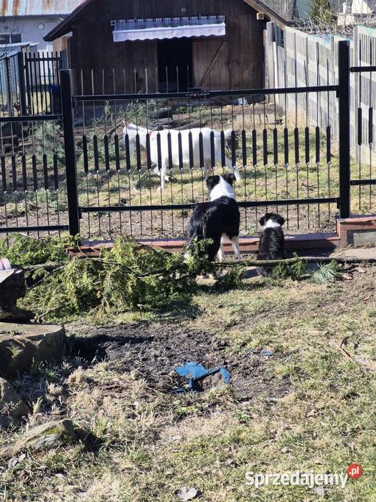 Border Collie Border Family Suchedniów