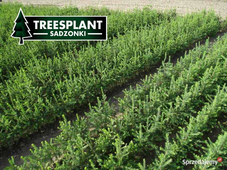 Sadzonki Świerka Pospolitego na plantacje Zielona Góra