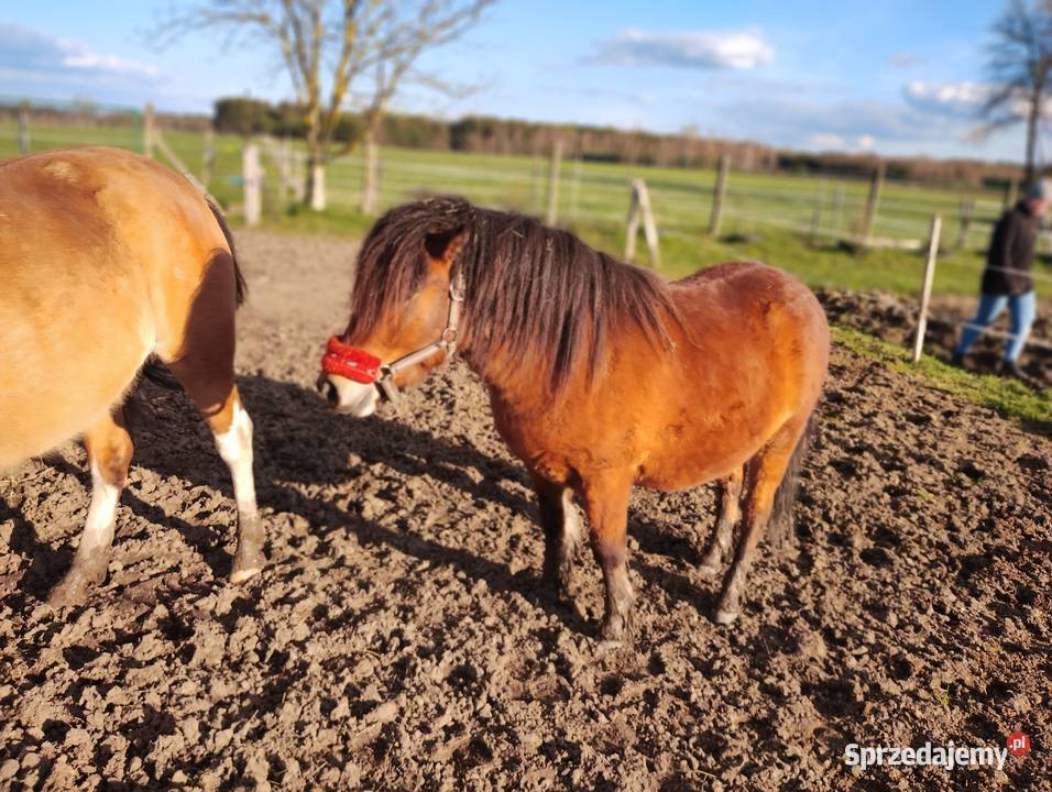 Zygzak wałach kuc szetlandzki