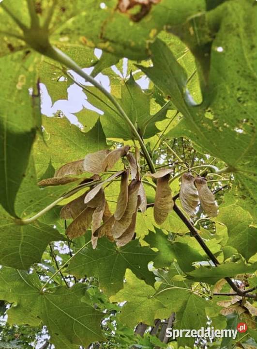 Klon zwyczajny klon jawor i klon polny Zbiór Jasło