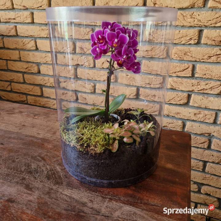 Terrarium z wentylacją 21x35 bezpieczna tuba Zwierzęta Tychy