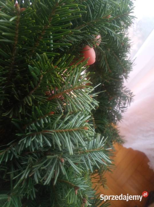 Wianki z jedliny Wianki Ropa