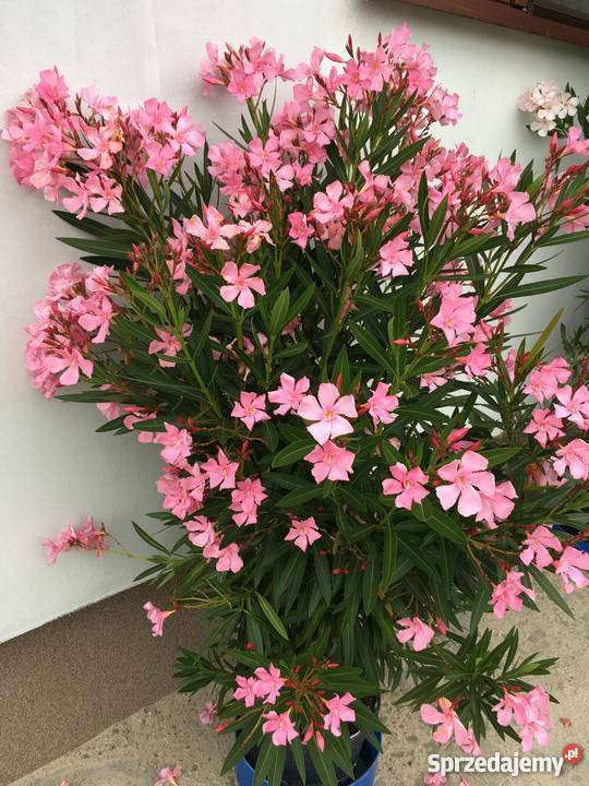 Złoty oleander Brzeźnica