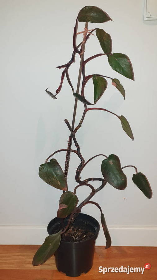 Philodendron White Princess Filodendron Pink Warszawa