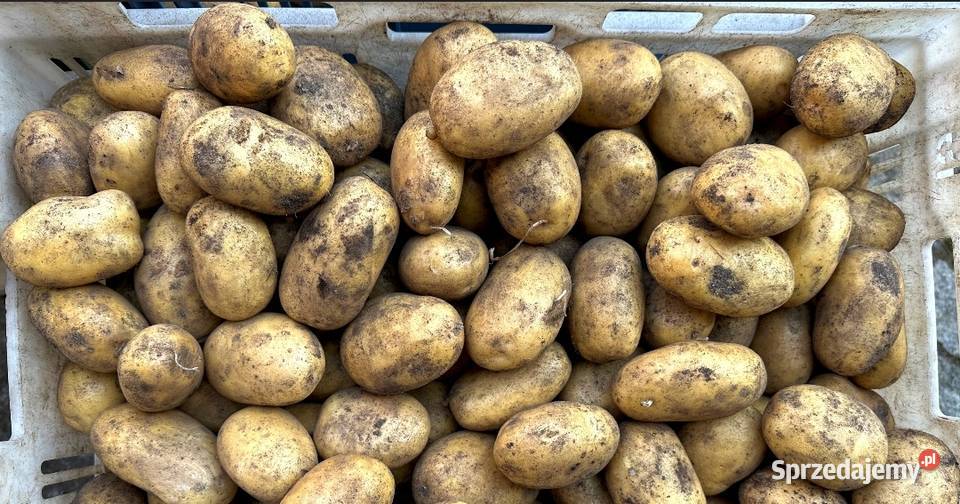 Ziemniaki jadalne ekologiczne bez nawozów Brzozów