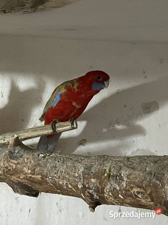 Rozella królewska samica młoda z 2025 opolskie Gorzów Śląski