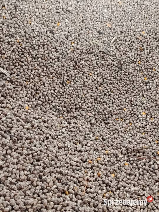 Łubin wąskolistny gorzki na sprzedaż Szklarka Myślniewska