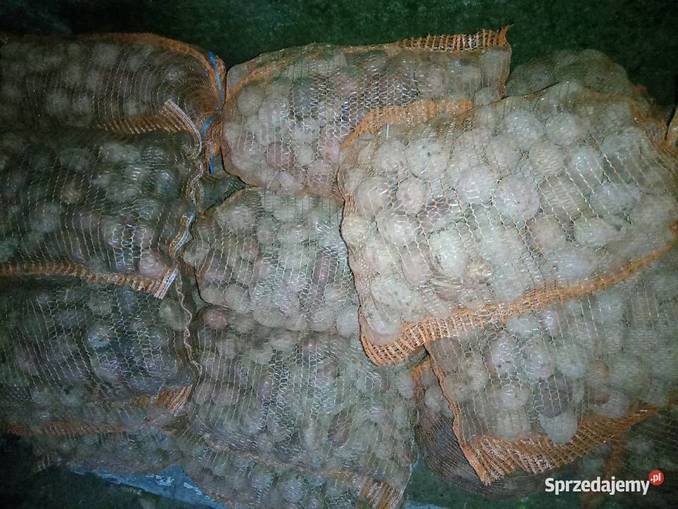 Ziemniaki jadalne Dymitrów Mały